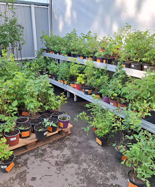 steptodown.com903004